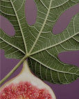 Holy Ficus Duftkerze