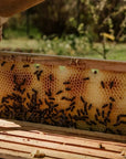 Honey Oud