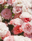 Rose Mouthwash