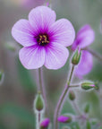 Violet Mouthwash