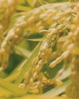 Enchanting Vietnam - Harvest Season