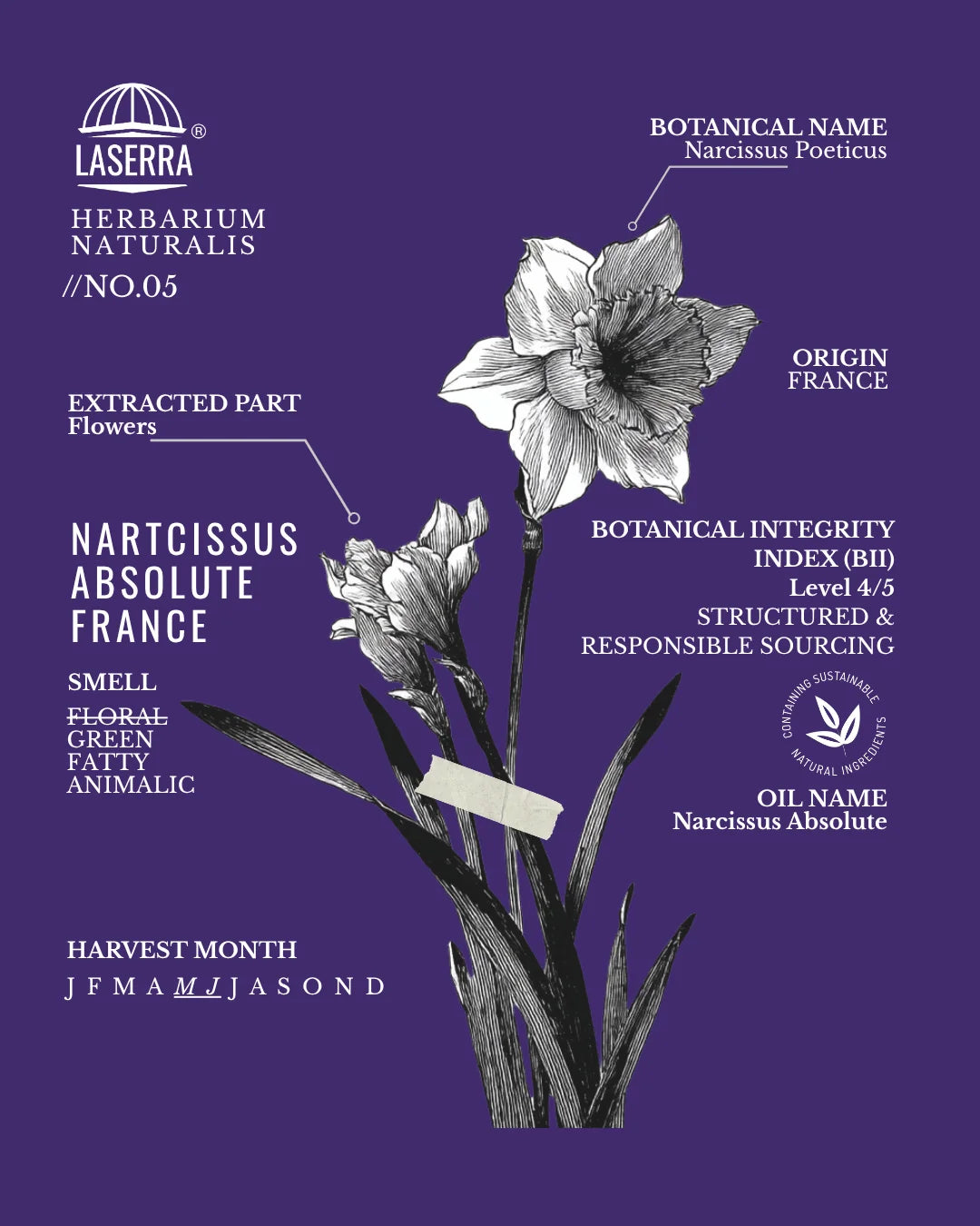 Narcissistic Iris