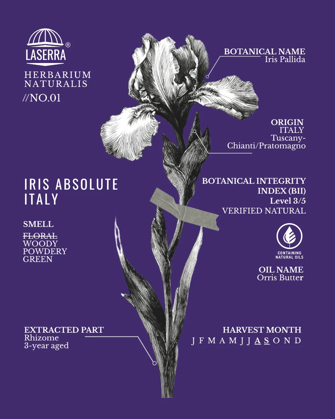 Narcissistic Iris