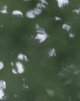 Forest Sounds