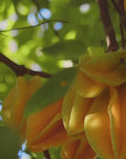 Cocoyster Carambola